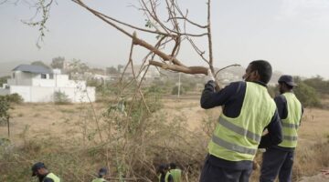مكافحة نبتة التبغ الكاذب: مبادرة بيئية جديدة تبرز في صيف النماص