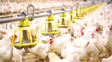 تطوير الثروة الحيوانية والسمكية: إعلان رسمي عن توطين تقنيات تحسين جودة الغذاء