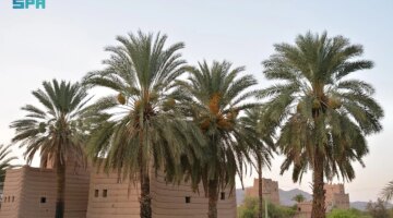 تمور نجران ترفع وتيرة النشاط الاقتصادي وتحفز الأسواق مع بداية الموسم