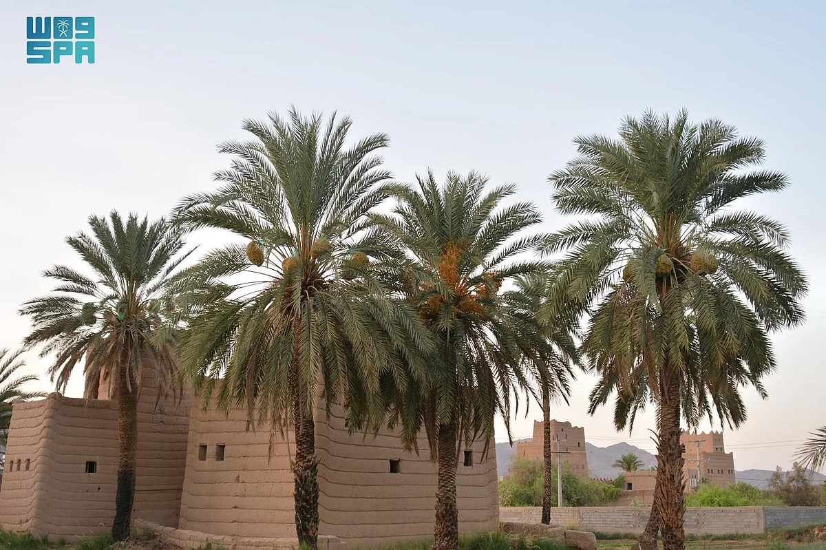 تمور نجران ترفع وتيرة النشاط الاقتصادي وتحفز الأسواق مع بداية الموسم