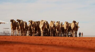 مهرجان الملك عبدالعزيز للإبل 2024: صيف ساخن يلهب أجواء الصياهد قبل الانطلاقة