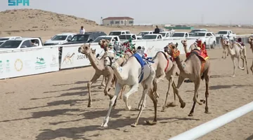 نتائج سباق ميدان نجران للهجن: إعلان الفائزين في سن اللقايا فما فوق