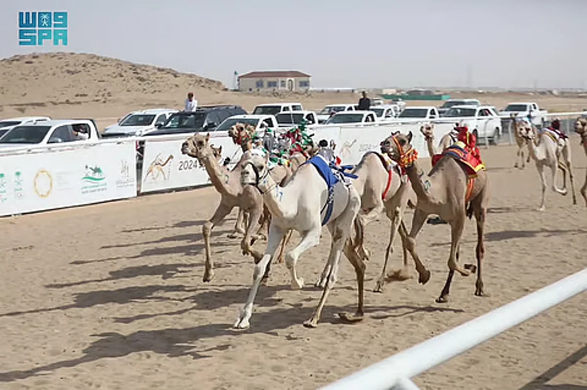 نتائج سباق ميدان نجران للهجن: إعلان الفائزين في سن اللقايا فما فوق